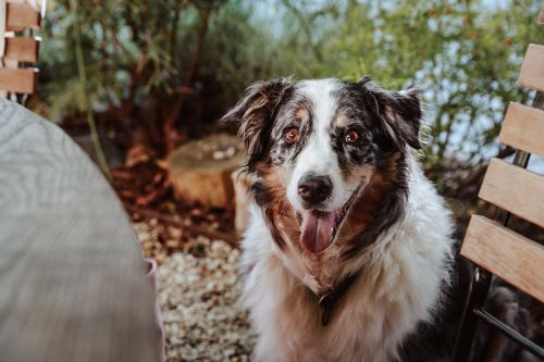 Hund im Garten