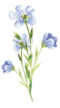 Leinblume